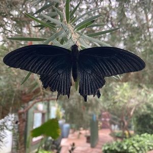 Meet your Posher, Eliza